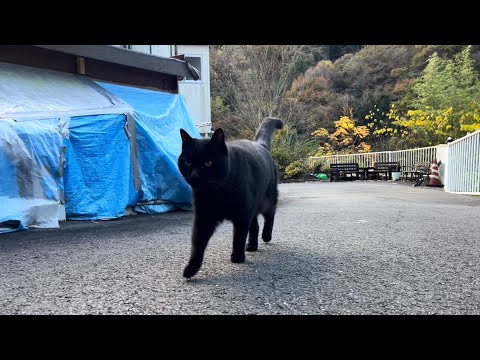 坂道で追いかけてくる黒ねこちゃん　No.８０５　に　２０２４年　１１月２４日　６：００　のくろねこちゃん　black cat