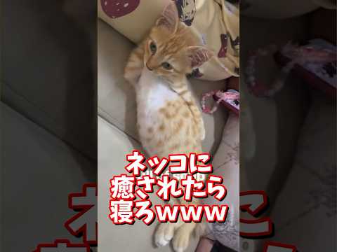 ネッコの動画で癒されたら寝ろｗｗｗ　#2ch #2chまとめ 動物スレ #2ch面白いスレ #動物 #犬 #猫 #癒やし #ねこ動画#ねこ