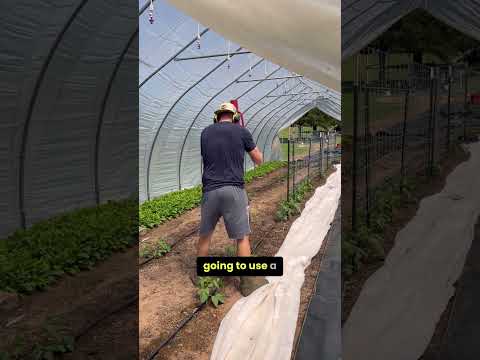 HOW TO TRELLIS TOMATOES WITH CATTLE PANELS #trellising #cattlepanels #gardeningtips #backyardgarden