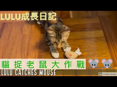 [LuLu成長日記] 貓捉老鼠大作戰  [LuLu Diary] Cat vs Mouse