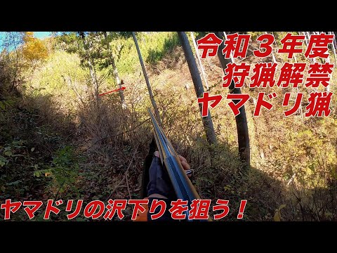 令和3年度 狩猟解禁 ヤマドリ猟(Copper Pheasant Hunting)