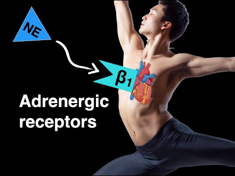 Adrenergic receptors