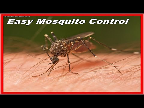 Eliminate Annoying Mosquitoes for FREE!  The Secret to a Mosquito Free Back Yard.