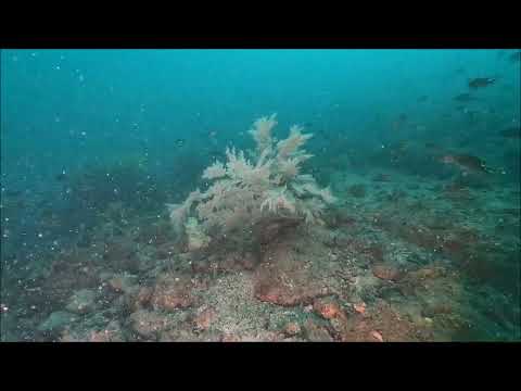 ウミカラマツ2024.8.26(山口県周防大島町小水無瀬島)