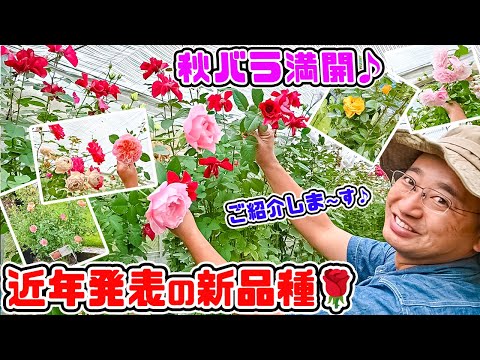 バラ満開!【近年発表の新品種の秋バラ開花】を見て回りましょう🌹