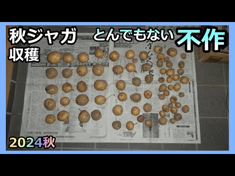 【秋ジャガ 収穫 2024】とんでもない不作！原因は気温？