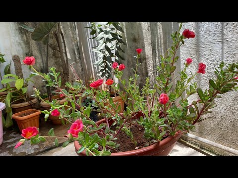 Purslane Portulaca | How to plant and grow purslane | #purslane #portulaca | full bloom on purslane