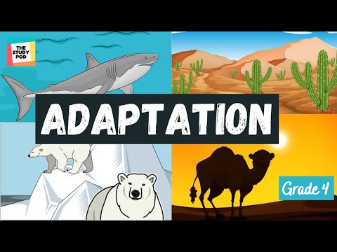 ADAPTATION | SCIENCE | GRADE 4 | The Study Pod