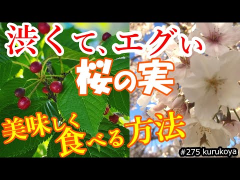 【野草】渋く、エグすぎる ソメイヨシノの桜の実は、サクランボの様に美味しく食べられるか？方法を検証した。　#野草#検証#サバイバル#桜#ソメイヨシノ#sakura