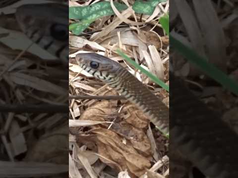 發現南蛇，真可愛! Spotting an Oriental Rat Snake, so cute! #snake #herping #reptile #wildlife