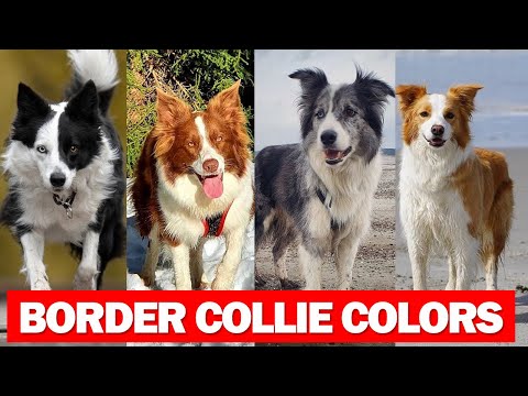 Border Collie Colors And Pattern | Gorgeous Border Collie Colors And Pattern That are popular today