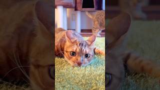 こんな面白いベンガル猫いる？wwwww | Funny Bengal cat