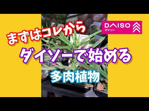 ダイソーで始める多肉植物！まずは、コレから。 #ダイソー #daiso #多肉植物 #succulent