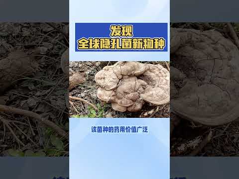 发现全球隐孔菌新物种#菌类 #科技改变生活 #新物种 #探索