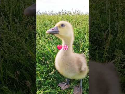 Поймал-Удачу! 🌸❤️ Всем девочкам смотреть обязательно, а мальчишки матайте на ус! #lovebirds