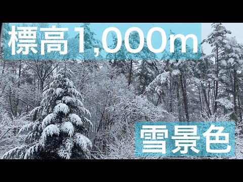 【 田舎暮らし シェフ 】標高1,000mの雪景色　久しぶりの雪です