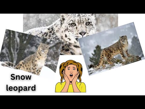 Snow leopard