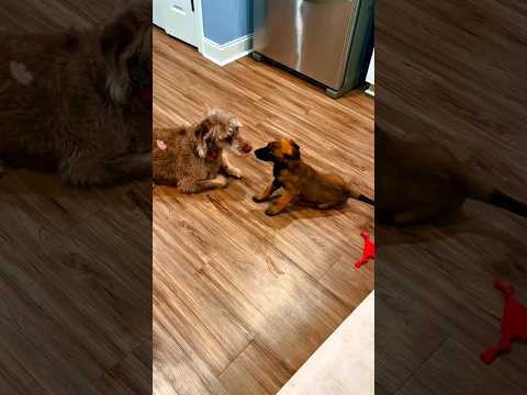 #malinoispuppy and #labradoodle playing while they explain #love