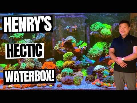 Henry's Hectic Waterbox!