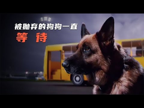 《忠犬帕尔玛》狗狗每天在机场等待主人，却不知主人早已将它抛弃