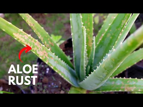 Aloe Rust