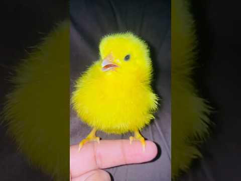 Colorful Chicks Color - Color hen baby #birds #wildlife #shorts #trending