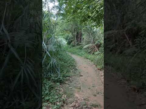 新竹.五指山步道