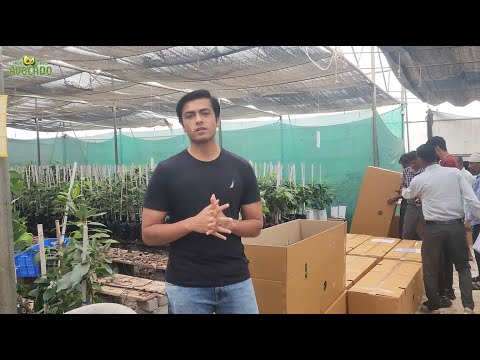 Avocado Farming In North Eastern India | 6268643227  | Indo Israel Avocado | Vlog 148 🥑