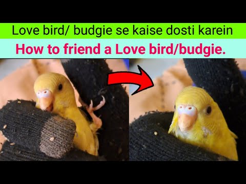 Love bird/budgie se kaise dosti karein | How to friend a Love bird/ budgie