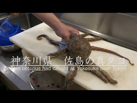 【寿司職人】生きたタコの仕込み・さばき方！握り寿司になるまで　How To Make  Sushi with Octopus