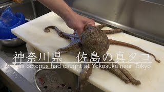 【寿司職人】生きたタコの仕込み・さばき方！握り寿司になるまで　How To Make  Sushi with Octopus