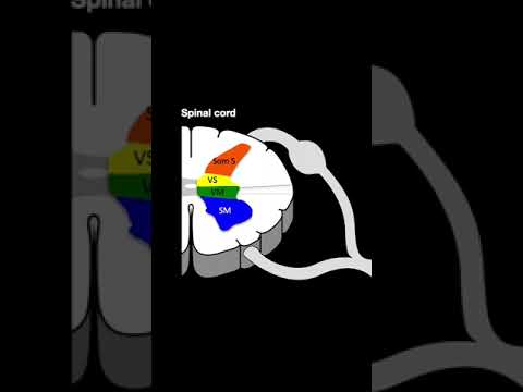 Alar and Basal plates #shorts  #brainanatomy #biology #anatomy