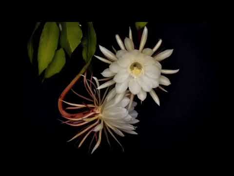 Double moon flowers / epiphyllum oxypetalum blooming 雙曇花盛放 #doublemoonflower #雙曇花