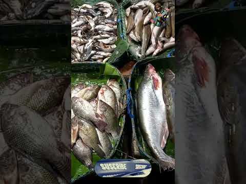 Selling various types of Sea Fish beside the Street