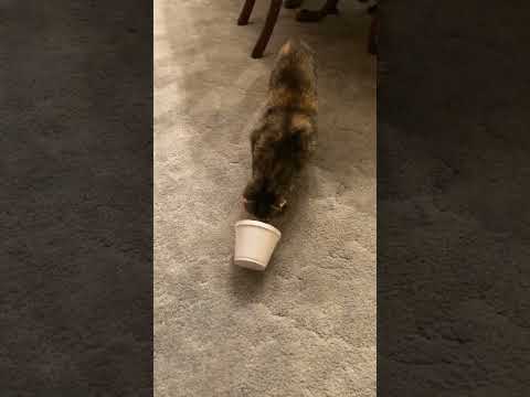 Cat Gets Ice Cream