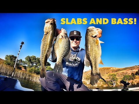 Big Crappie & Big Bass-Castaic Lake