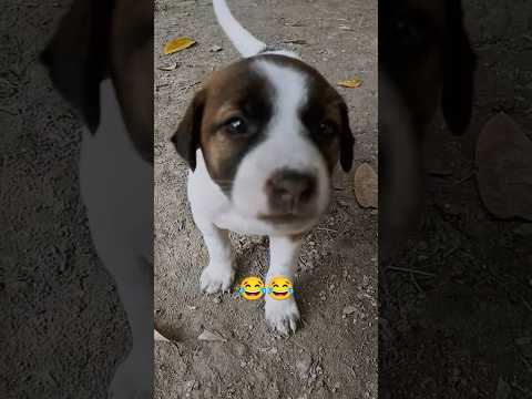 Cute कुत्ता का बच्चा 😂😂| #trending #viralvideo #dog #youtubeshorts