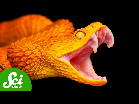 How Snakes Hijacked Our Brains