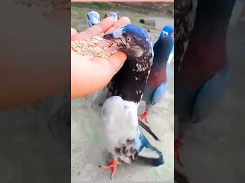 Original Rampuri Kabutar#pigeon videos #video#rampuri_pigeons पूरी वीडियो डिस्क्रिप्शनमैं देखें