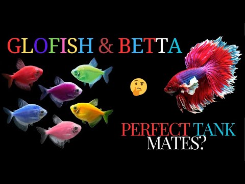 Glow Fish & Betta Living Together: Can They Coexist? 🐠✨