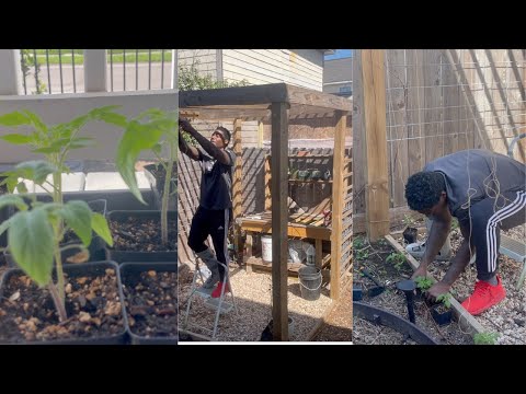 SPRING TOMATOES| VERTICAL GARDENING | GLOG 027