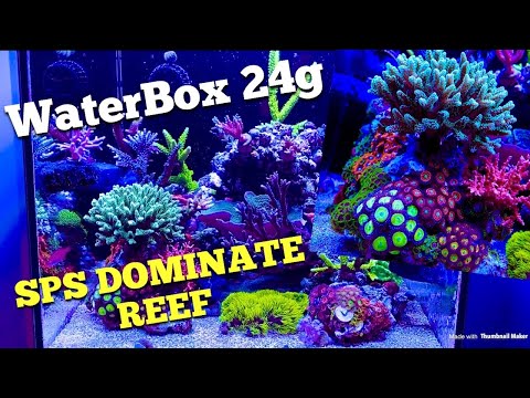 WaterBox 24g SPS Dominate Reef (watch till end)