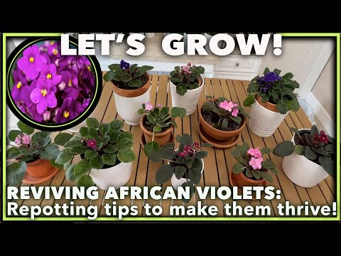 REPOTTING & REVIVING YOUR AFRICAN VIOLETS: Step-by-Step Guide for Beginners