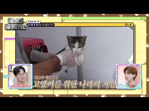 [글로벌 애니캠] 집사들 맘 흔드는 냥이들의 천국!  [동물은 훌륭하다] | KBS 241223 방송