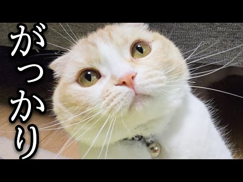 プールに入ろうと待っていた猫が...