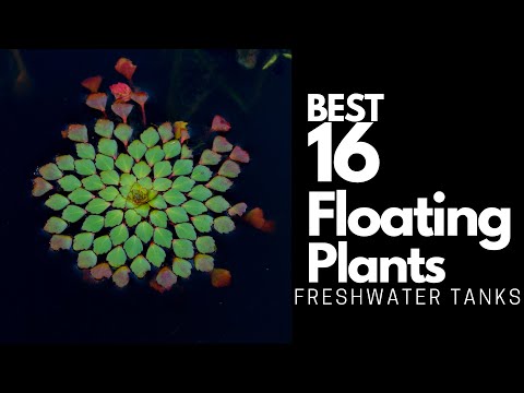 Best Floating Plants - 16 Great Options To Try Out 🌿