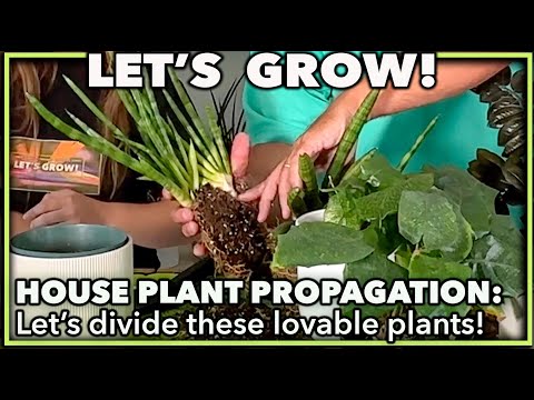 HOUSE PLANT PROPAGATION ROOT DIVISION