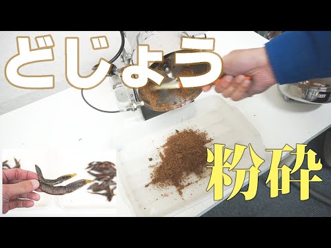 【どじょう粉】どじょうを粉砕（ハイスピードミル）