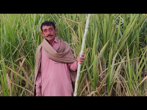 sugarcane farming 🧺 sindh mirpurkhas Pakistan