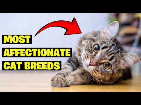 Top 10 Most Affectionate Cat Breeds of 2024